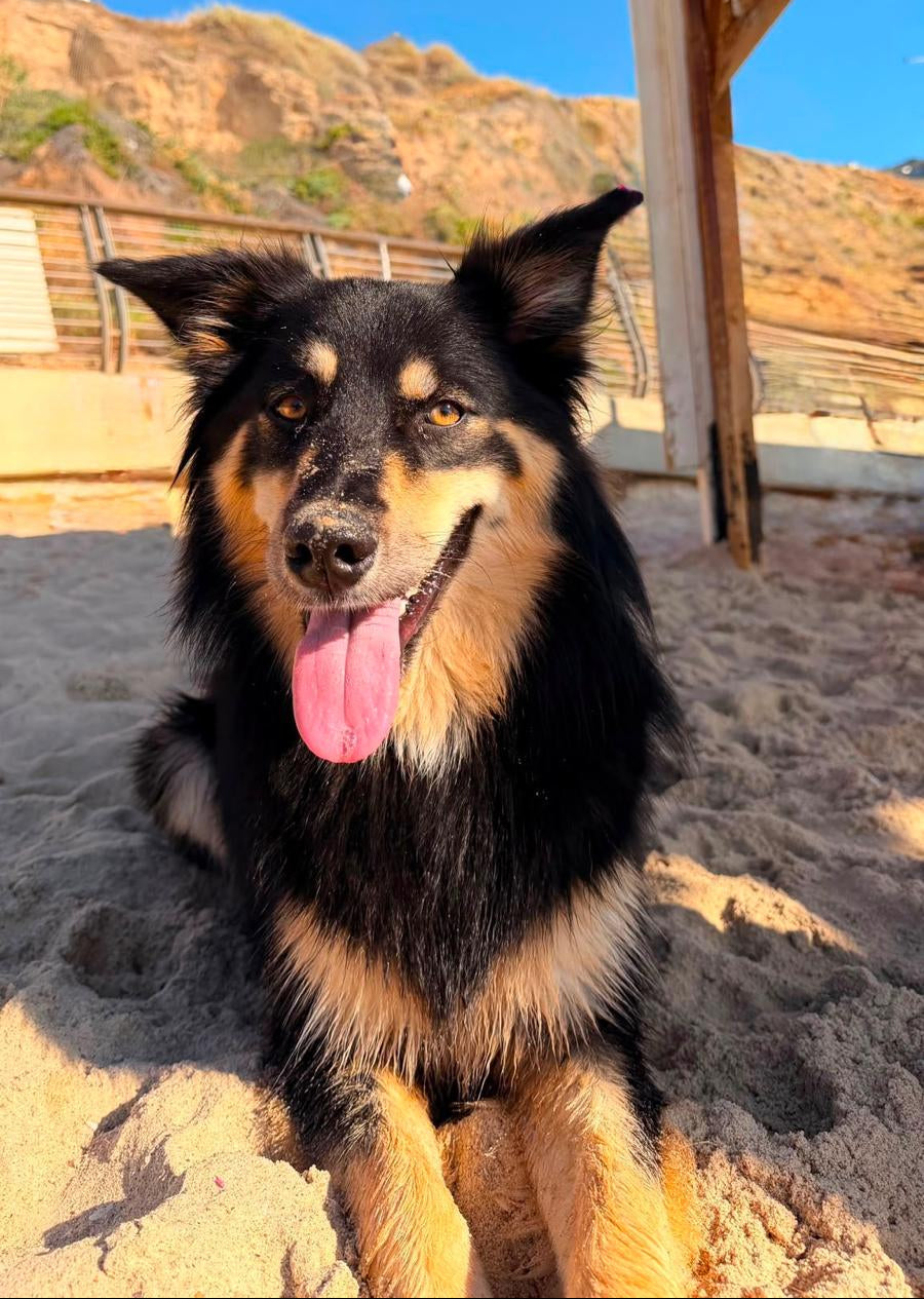 Phoebe, our black-and-tan rescue pup, relaxing on the sand